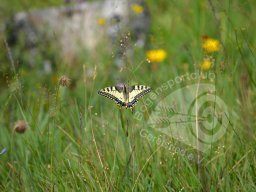 Deutsche Meisterschaft Feld Mittenwald