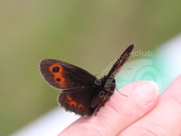 Deutsche Meisterschaft Feld Mittenwald