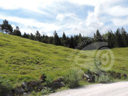 Deutsche Meisterschaft Feld Mittenwald