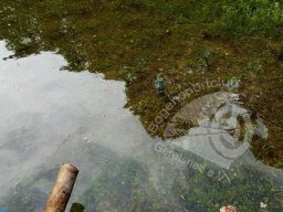 Wasserspiele Juni 2016